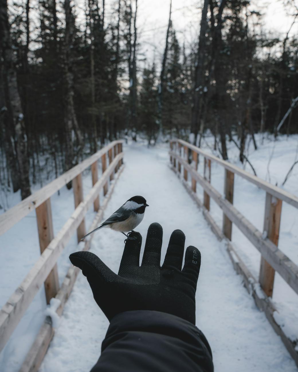 Photo by paul jousseau on <a href="https://www.pexels.com/photo/bird-on-hand-in-winter-15611325/" rel="nofollow">Pexels.com</a>