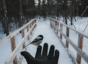 Photo by paul jousseau on <a href="https://www.pexels.com/photo/bird-on-hand-in-winter-15611325/" rel="nofollow">Pexels.com</a>
