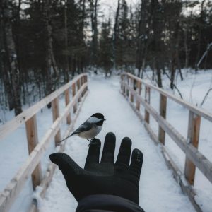 Photo by paul jousseau on <a href="https://www.pexels.com/photo/bird-on-hand-in-winter-15611325/" rel="nofollow">Pexels.com</a>